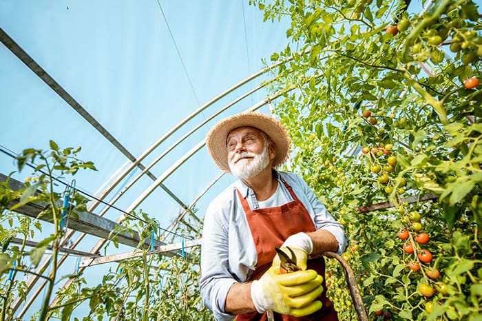 Older man gardening in greenhouse