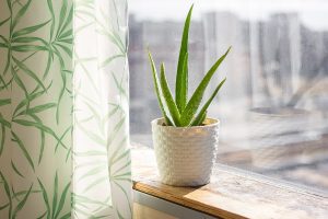 Close-up image of an aloe plant sitting on a window sill absorbing sunlight in a white pot with a green and white curtain next to it.