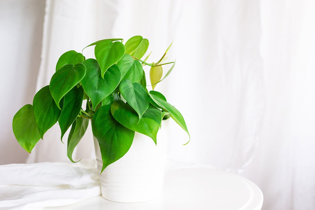 heartleaf philodendron