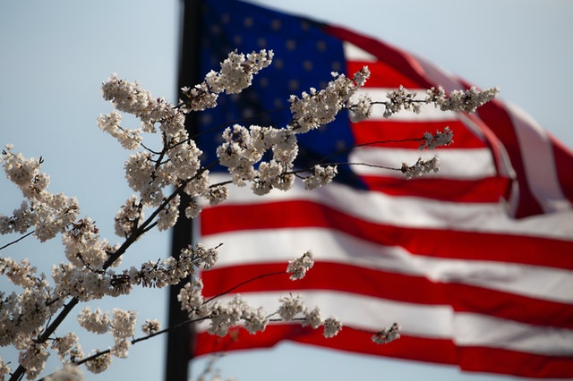 american flag behind flowering tree