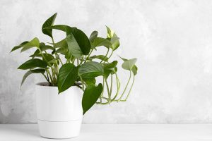 golden pothos plant